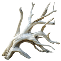 Weathered, bleached driftwood branch with intricate, twisting shapes and smooth texture, isolated on transparency background, evokes sense of natural beauty and coastal charm png