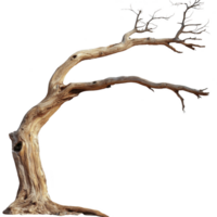 Solitary, twisted, and leafless tree stands against transparency background, showcasing its intricate branches and textured bark. tree unique shape evokes sense of resilience and natural beauty png