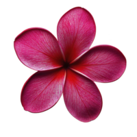 Vibrant pink plumeria flower with five petals, showcasing intricate vein patterns and gradient of colors from deep pink to red. flower is isolated on transparency background png