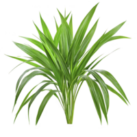 Lush green tropical plant with long, slender leaves radiating from center, creating vibrant and fresh appearance. plant vivid color and elegant form evoke sense of tranquility png