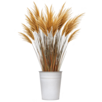 Decorative arrangement of dried pampas grass in white metal pot adds rustic and natural touch to any interior space. fluffy plumes create warm and inviting atmosphere png
