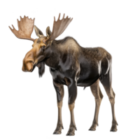 Majestic moose stands with its large antlers prominently displayed, showcasing its powerful presence and natural beauty. moose fur is mix of brown and black, adding to its rugged charm png