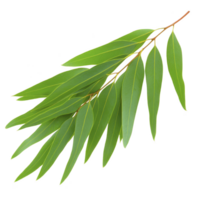 Branch of fresh green eucalyptus leaves with natural, vibrant appearance. elongated leaves are arranged in overlapping pattern, showcasing their smooth texture and vivid color png