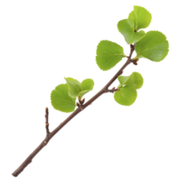 Small branch with fresh green leaves is isolated on transparency background, showcasing vibrant color and natural texture of foliage png