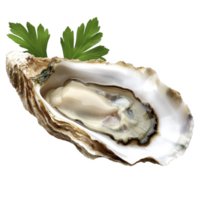 Open oyster shell with fresh oyster inside, garnished with green parsley leaves, isolated on transparency background png