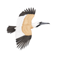 Detailed illustration of bird in flight, showcasing its intricate feather patterns and colors. bird wings are spread wide, highlighting contrast between its black, white, and brown plumage png