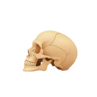 Detailed illustration of human skull profile view, showcasing bone structure and anatomical features. image highlights skull natural color and texture, providing educational and scientific png