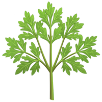 Vibrant illustration of parsley sprig with lush green leaves, showcasing its fresh and aromatic qualities. detailed depiction highlights herb culinary appeal png