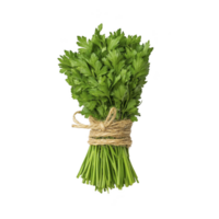Fresh bundle of green parsley tied with twine, showcasing vibrant leaves and stems, isolated on transparency background. Perfect for culinary use and garnishing png