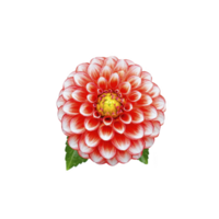 Vibrant red and white dahlia flower with intricate petal patterns and bright yellow center, surrounded by green leaves, showcasing nature beauty png