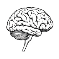 Detailed black and white illustration of human brain showcases intricate neural pathways and cerebral structures, emphasizing complexity and beauty of mind png