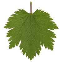 Single green leaf with serrated edges and visible veins, isolated on transparency background, showcasing its natural texture and intricate details png