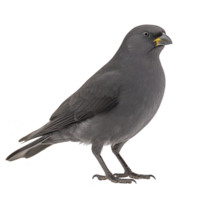 Small black bird with yellow beak stands alertly, showcasing its sleek feathers and bright eyes. bird posture and detailed plumage highlight its natural beauty png