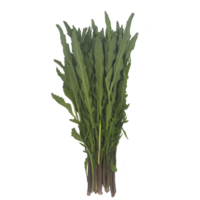 Bunch of fresh green leafy vegetables, likely type of Asian green, is displayed against plain background. leaves are long and slender, with vibrant green color, suggesting freshness png