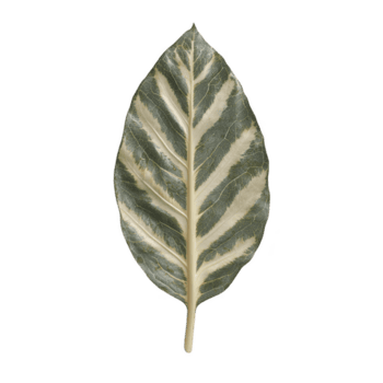 Single variegated leaf with striking pattern of green and white stripes, showcasing nature intricate design. leaf texture and color contrast create visually appealing and natural aesthetic png
