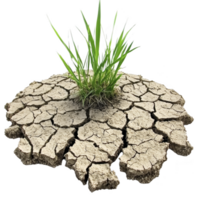Small patch of green grass grows resiliently through cracked, dry earth, symbolizing hope and perseverance in barren landscape png