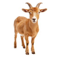Brown goat with curved horns stands facing forward, displaying curious expression. Its fur is smooth and its ears are perked up, giving it alert appearance png