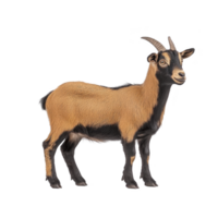 Realistic illustration of brown and black goat standing on transparent background, showcasing its detailed fur and curved horns. goat appears calm and attentive png