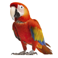 Vibrant scarlet macaw with striking red, yellow, and blue feathers stands gracefully, showcasing its colorful plumage and large beak. parrot vivid colors and alert expression capture attention png