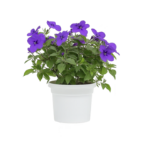 Vibrant purple flowering plant in white pot, showcasing lush green leaves and vivid blooms. simple design highlights plant natural beauty, perfect for home decor png