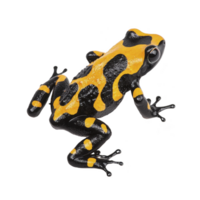 vibrante amarelo e Preto Poção dardo rã com lustroso textura é mostrando dentro dinâmico pose, destacando Está impressionante coloração e suave pele. rã vívido padronizar serve Como Atenção para predadores png