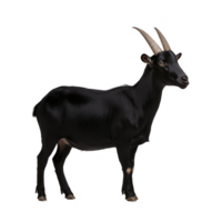 Black goat with prominent horns stands against plain background, showcasing its sleek coat and alert posture. image highlights animal natural elegance and strength png