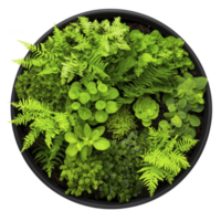 Vibrant top view of various green plants and ferns arranged in circular pattern, showcasing diverse leaf shapes and textures. lush greenery creates fresh and natural aesthetic png