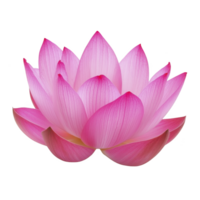 Vibrant pink lotus flower with delicate petals is beautifully displayed, symbolizing purity and enlightenment. intricate details of petals create sense of tranquility and grace png