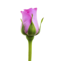 Single pink rosebud with delicate petals and green sepals stands against transparency background, symbolizing beauty and elegance. simplicity of image highlights natural grace of flower png