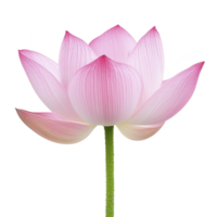 Delicate pink lotus flower with soft petals and green stem, symbolizing purity and tranquility. flower is isolated on transparency background, highlighting its natural beauty png
