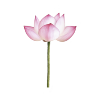 Delicate pink lotus flower with soft petals and slender green stem, symbolizing purity and tranquility. flower is isolated on transparency background, highlighting its elegance png