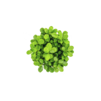 Top view of lush, green plant with vibrant leaves arranged in circular pattern, creating fresh and natural appearance. plant symmetry and vivid color evoke sense of tranquility png