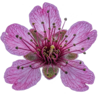 Vibrant pink flower with delicate petals and intricate stamen details, showcasing nature beauty and complexity. close up view highlights texture and color variations png