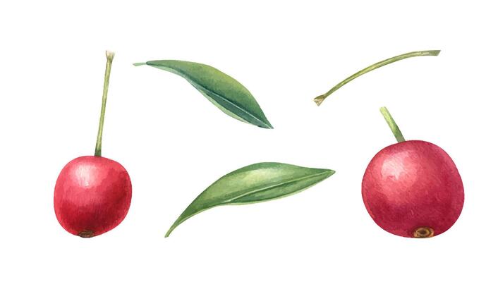 Red cherries or small apples with stems and leaves watercolor illustration set isolated background. Exotic juicy summer berries clip art for food packaging, jam labels, cafe menu