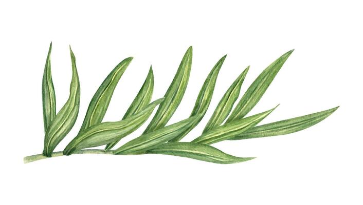 Watercolor illustration of lush green areca palm leaves watercolor illustration isolated background. Single exotic jungle leaf for spa decor, exotic branding, indoor plant packaging