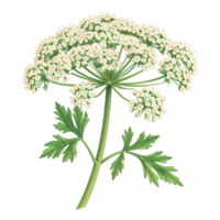 Detailed Botanical Illustration of White Flower with Green Leaves png