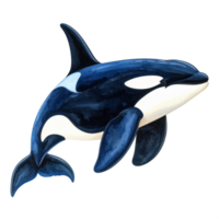 Orca Whale Illustration with Transparent Background png