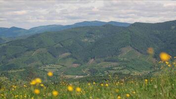 Scenic panoramic view of Carpathian Mountains with green forested hills and blooming yellow wildflowers in foreground, peaceful rural landscape under cloudy video