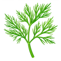 Fresh Green Dill Herb Sprig Isolated on Transparent Background png