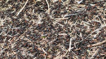 Close-up view of active forest anthill with hundreds of red wood ants moving over dry grass and needles, busy insect colony in natural environment during summer video