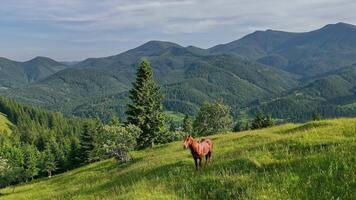 Aerial view Lonely brown horse standing on green mountain meadow with scenic forested hills and Carpathian peaks in background, peaceful rural landscape during video
