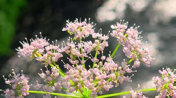 Close-up macro of delicate pink wildflower blooming in sunlight with soft bokeh water background, showing natural beauty and botanical detail in spring or video
