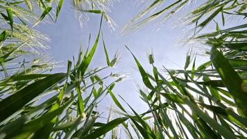 View from below inside green wheat field looking up at sky through fresh grain stalks, representing growth, agriculture, and natural environment in rural video