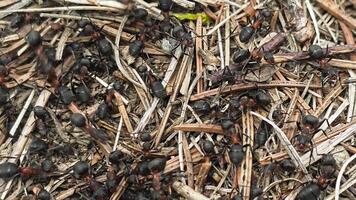 Extreme macro close-up of red wood ants on forest ground among dry twigs and pine needles, showing detailed insect activity and colony behavior in natural video