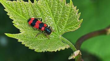 Macro close-up of checkered beetle Trichodes apiarius with red and black markings on grapevine leaf, vibrant insect detail in natural environment during sunny video