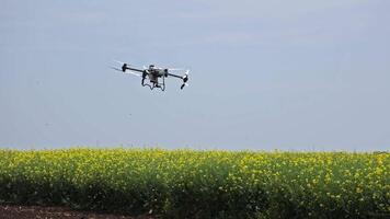 Agricultural spraying drone flying over blooming yellow rapeseed field under blue sky, illustrating advanced precision farming and aerial application technology video