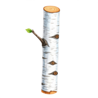 Birch Tree Branch with Single Leaf and White Bark png