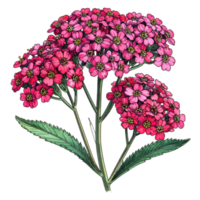 Pink Flower Illustration with Green Leaves on Transparent png
