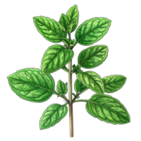 Green Basil Herb Illustration with Transparent Background png