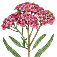 Pink Yarrow Flower Illustration on Transparent Background png